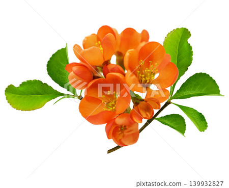 branch of blooming quince with orange flowers isolated on white background branch of blooming quince with orange flowers isolated on white background 139932827