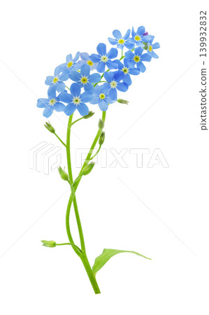 blooming blue forget-me-not flowers isolated on white background blooming blue forget-me-not flowers isolated on white background 139932832