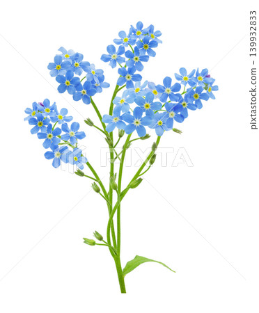 blooming blue forget-me-not flowers isolated on white background blooming blue forget-me-not flowers isolated on white background 139932833