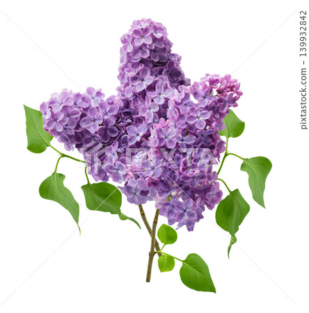 bouquet of blooming lilac with colorful flowers isolated on white background bouquet of blooming lilac with colorful flowers isolated on white background 139932842