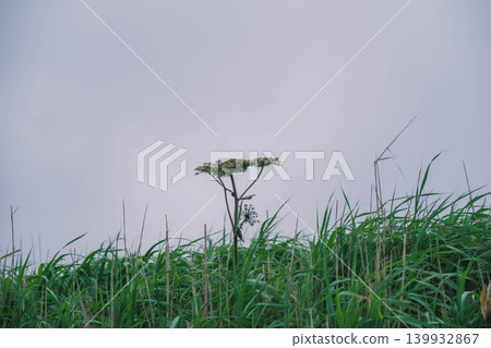 【積丹半島】神威岬的景色，享受北海道壯麗的自然風光/可愛的植物和樹木 139932867