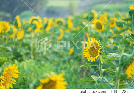大分縣花卉藝術中心長崎花岬的向日葵 139932891