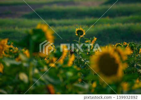 Sunflowers at Cape Nagasakibana, Oita Prefecture's Flower and Art Site 139932892