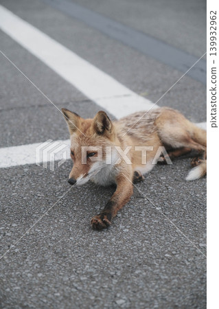 [Shakotan Peninsula] Scenery of Cape Kamui where you can enjoy the great nature of Hokkaido / Cute fox 139932962
