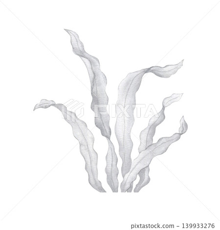 Watercolor illustration of grey seaweed isolated on white background. Hand drawn marine underwater plant element clipart for ocean design, aquarium projects, beach-themed branding and nature decor.  139933276