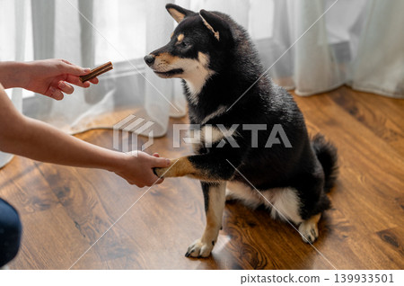 Shiba Inu dog giving paw for treat during training at home, pet obedience concept Shiba Inu dog giving paw for treat during training at home, pet obedience concept 139933501