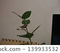 一隻斑胸草雀棲息在盆栽植物上 139933532