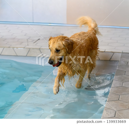 A golden retriever emerges from the water's edge. 139933669