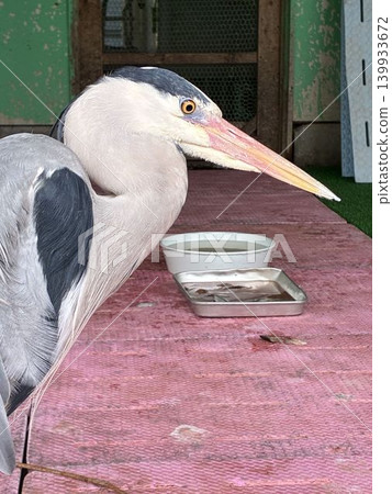 一隻灰鷺在千葉縣市川市的野生鳥類醫院獲救 一隻灰鷺在千葉縣市川市的野生鳥類醫院獲救 139933672