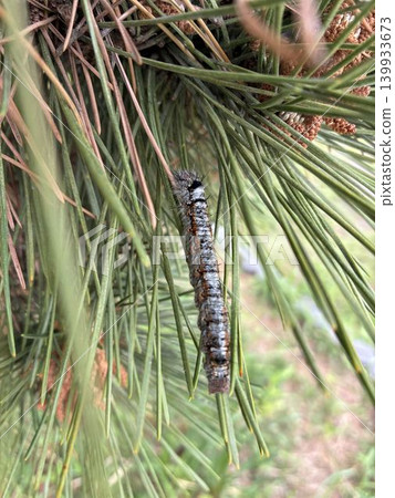 Pests that infest pine trees: Caterpillars of the pine moth Pests that infest pine trees: Caterpillars of the pine moth 139933673