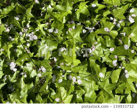 The vibrant colors of cherry blossom petals scattered across the green ivy. The vibrant colors of cherry blossom petals scattered across the green ivy. 139933732