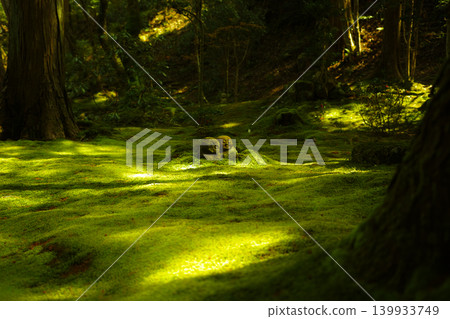 Light shines into the silence 139933749