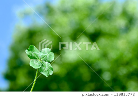 Four-leaf clover carrying happiness 139933778