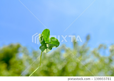 Four-leaf clover carrying happiness Four-leaf clover carrying happiness 139933781