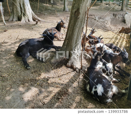 Goats Resting in Sunny Farm Enclosure Goats Resting in Sunny Farm Enclosure 139933786