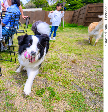 狗狗和孩子們在院子裡玩耍 139933848