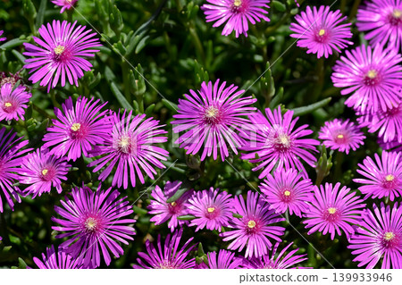松菊 139933946