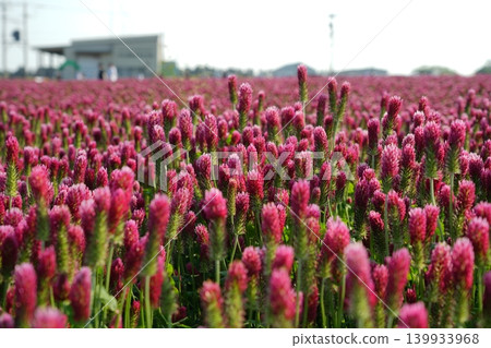 A cluster of red clover bathed in the early summer sunlight. A cluster of red clover bathed in the early summer sunlight. 139933968