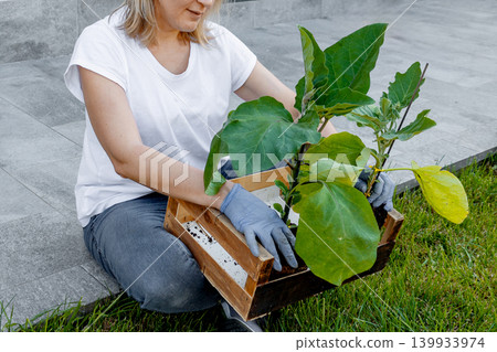 Woman wearing gardening gloves, sitting on grass, carefully holding a wooden crate filled with soil and young plant seedlings, preparing to transplant them in an outdoor garden Woman wearing gardening gloves, sitting on grass, carefully holding a wooden crate filled with soil and young plant seedlings, preparing to transplant them in an outdoor garden 139933974