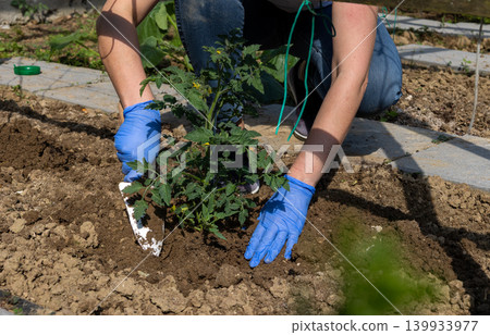 Gardener's gloved hands transplanting a small tomato seedling into freshly dug soil, cultivating a healthy vegetable garden for fresh, homegrown produce and sustainable living Gardener's gloved hands transplanting a small tomato seedling into freshly dug soil, cultivating a healthy vegetable garden for fresh, homegrown produce and sustainable living 139933977