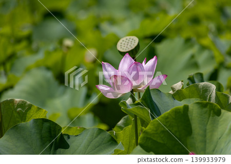 Lotus flowers blooming in the summer sunlight and a lush green landscape 139933979