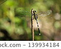 Close-Up Dragonfly Perched On Thin Stem With Transparent Veined Wings In Green Nature 139934184