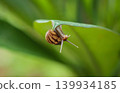 Striped Garden Snail Hanging From Green Leaf Macro Close-Up In Natural Garden Habitat 139934185