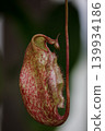 Close-Up Red and Green Pitcher Plant (Nepenthes) Hanging Tropical Carnivorous Plant Trap Macro Photo 139934186