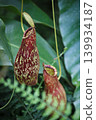 Close-Up Of Tropical Red Nepenthes Pitcher Plants Hanging In Rainforest Foliage 139934187
