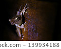 Close-Up Night Tree Frog Clinging To Wet Wood Surface With Reflective Eyes And Sticky Toes 139934188