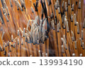 Close-Up Of Burned Incense Sticks With Smoke Rising In A Temple Ritual Offering 139934190