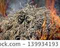 Burning Incense Pile With Ash, Smoke and Flames During Spiritual Ritual and Temple Offering 139934193