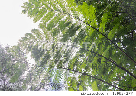 A landscape of giant ferns spreading across the subtropical forests of Yanbaru, Okinawa. A landscape of giant ferns spreading across the subtropical forests of Yanbaru, Okinawa. 139934277