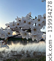 Cherry Blossoms	 139934278