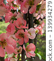 Blurred flowers 139934279