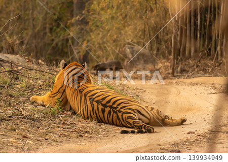 Back of a Male Bengal or Indian Tiger Lying on a Forest Track Showing its Stripes in India Back of a Male Bengal or Indian Tiger Lying on a Forest Track Showing its Stripes in India 139934949