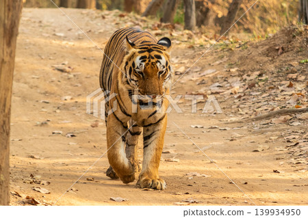 Male Bengal or Indian Tiger Walking Along a Forest Track in India, Panorama 139934950