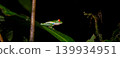 Red-eyed Tree Frog on a Leaf in Costa Rica Rain Forest Panorama 139934951