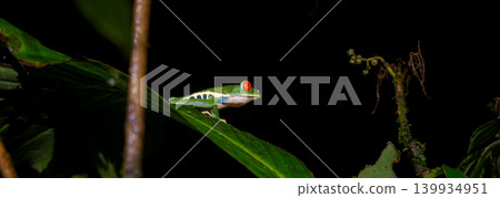 Red-eyed Tree Frog on a Leaf in Costa Rica Rain Forest Panorama Red-eyed Tree Frog on a Leaf in Costa Rica Rain Forest Panorama 139934951