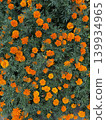 Marigold  139934965