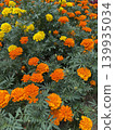 Marigold  139935034