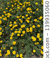 Marigold  139935060