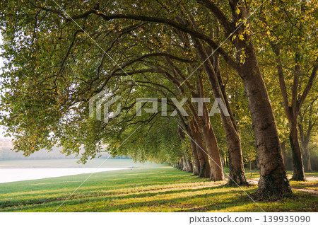 Tree alley in Versailles park, France with sunlight through green foliage Tree alley in Versailles park, France with sunlight through green foliage 139935090