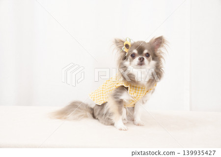 Pero the Chihuahua wearing a white background and a yellow outfit. Pero the Chihuahua wearing a white background and a yellow outfit. 139935427