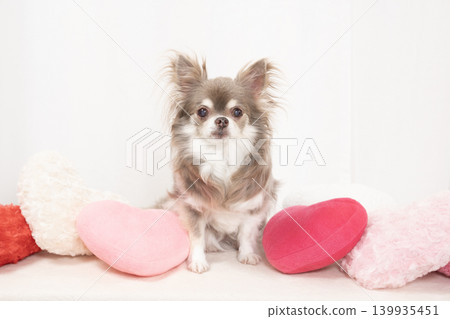 White background, heart, and Chihuahua Pero 139935451