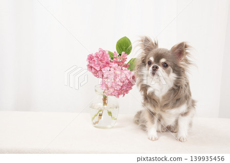 White background, hydrangeas, and a Chihuahua named Pero White background, hydrangeas, and a Chihuahua named Pero 139935456