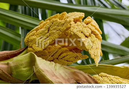 Closeup Of Tropical Palm Flower Blooming Outdoors Closeup Of Tropical Palm Flower Blooming Outdoors 139935527