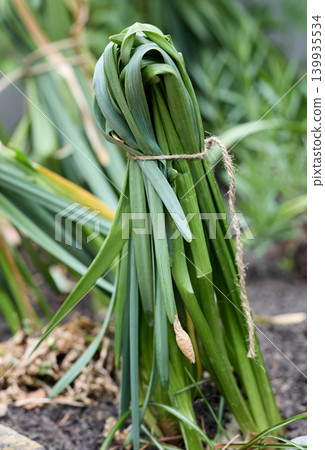 Garden Plant Leaves Tied Together With Twine Garden Plant Leaves Tied Together With Twine 139935534