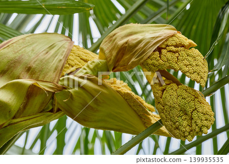 Tropical Palm Tree Flower Buds Opening Naturally Tropical Palm Tree Flower Buds Opening Naturally 139935535