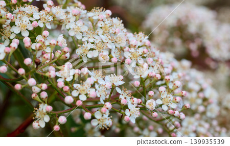 Delicate White Blossom Cluster with Pink Buds Macro 139935539